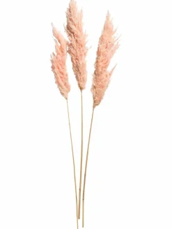 Pampasgrasbündel 3er