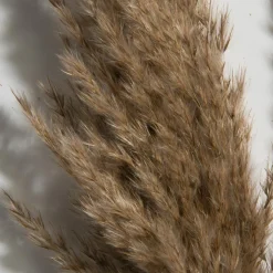 Pampasgrasbündel 3er