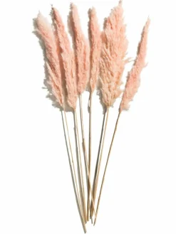 Pampasgrasbündel 6er