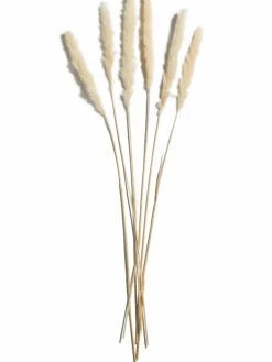 Pampasgrasbündel 6er
