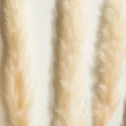 Pampasgrasbündel 6er