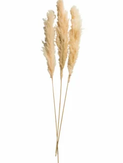 Pampasgrasbündel 3er