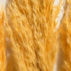 Pampasgrasbündel 3er