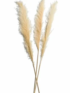 Pampasgrasbündel 3er