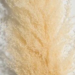 Pampasgrasbündel 3er