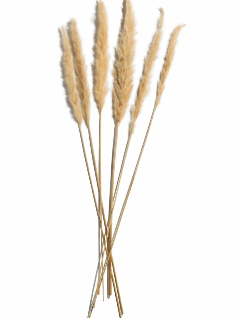 Pampasgrasbündel 6er