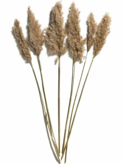 Pampasgrasbündel 6er